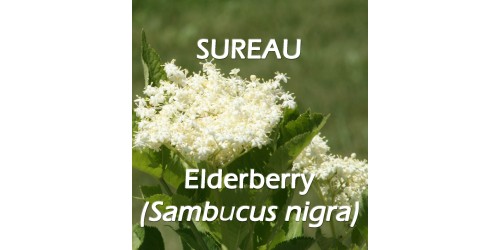 ORGANIC HERB TEA ELDER FLOWER (Sambucus nigra)